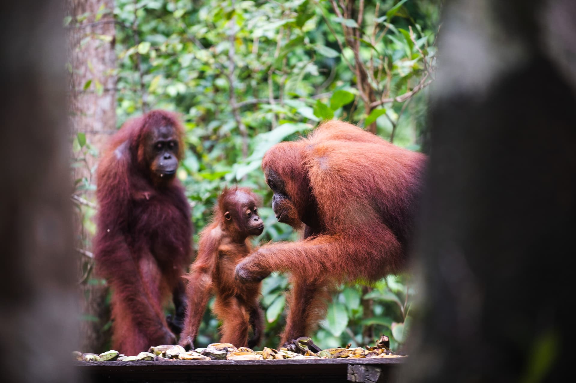 Safari Orangs-Outans à Tanjung Puting – Bornéo 6