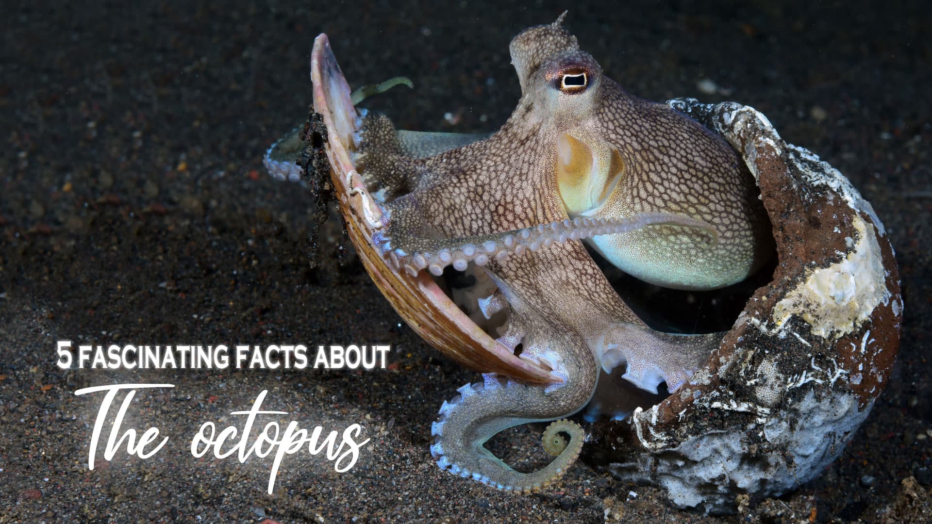 Fascinating Facts About The Octopus