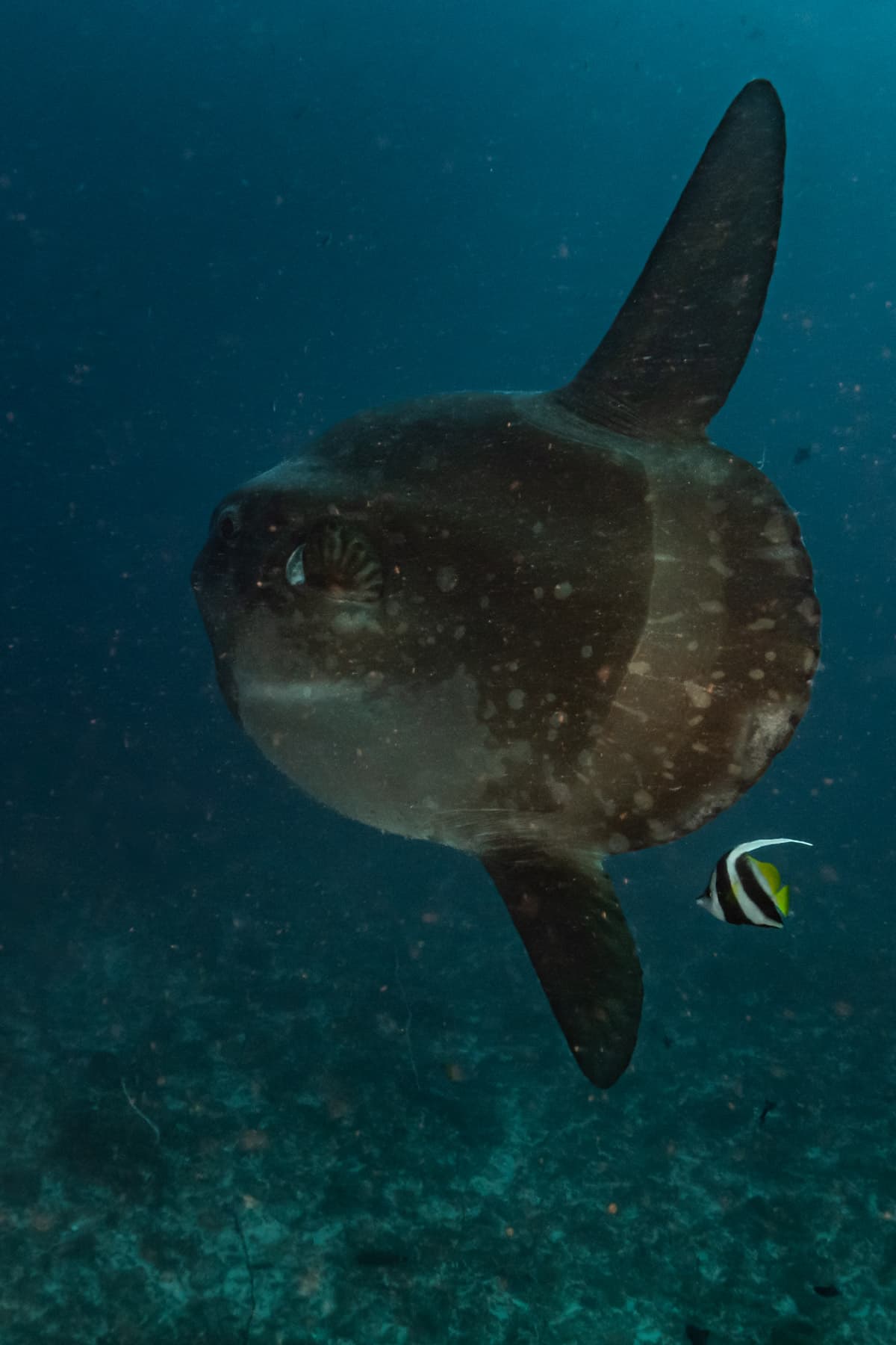 Nusa Penida Scuba Diving Day Trip From Bali 7