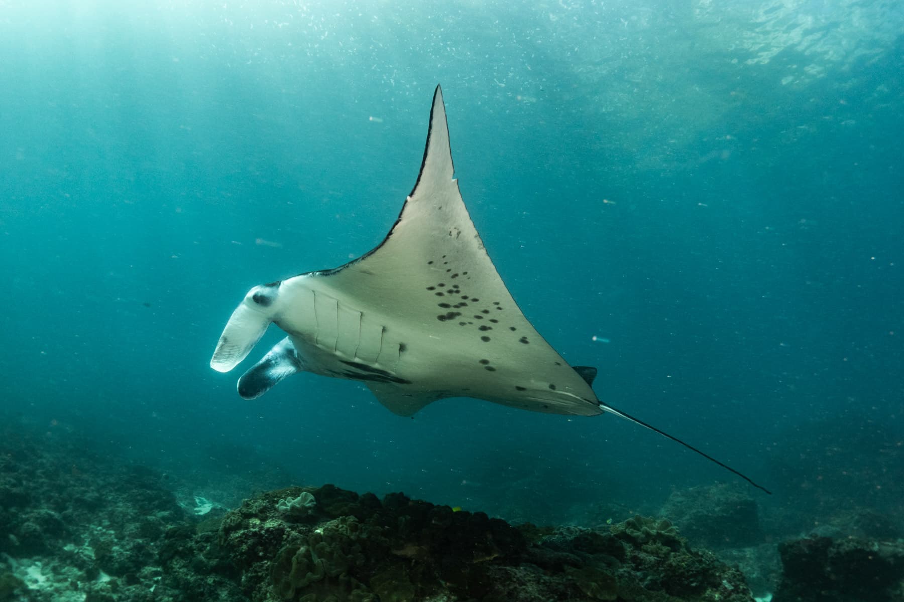 Nusa Penida Scuba Diving Day Trip From Bali 5