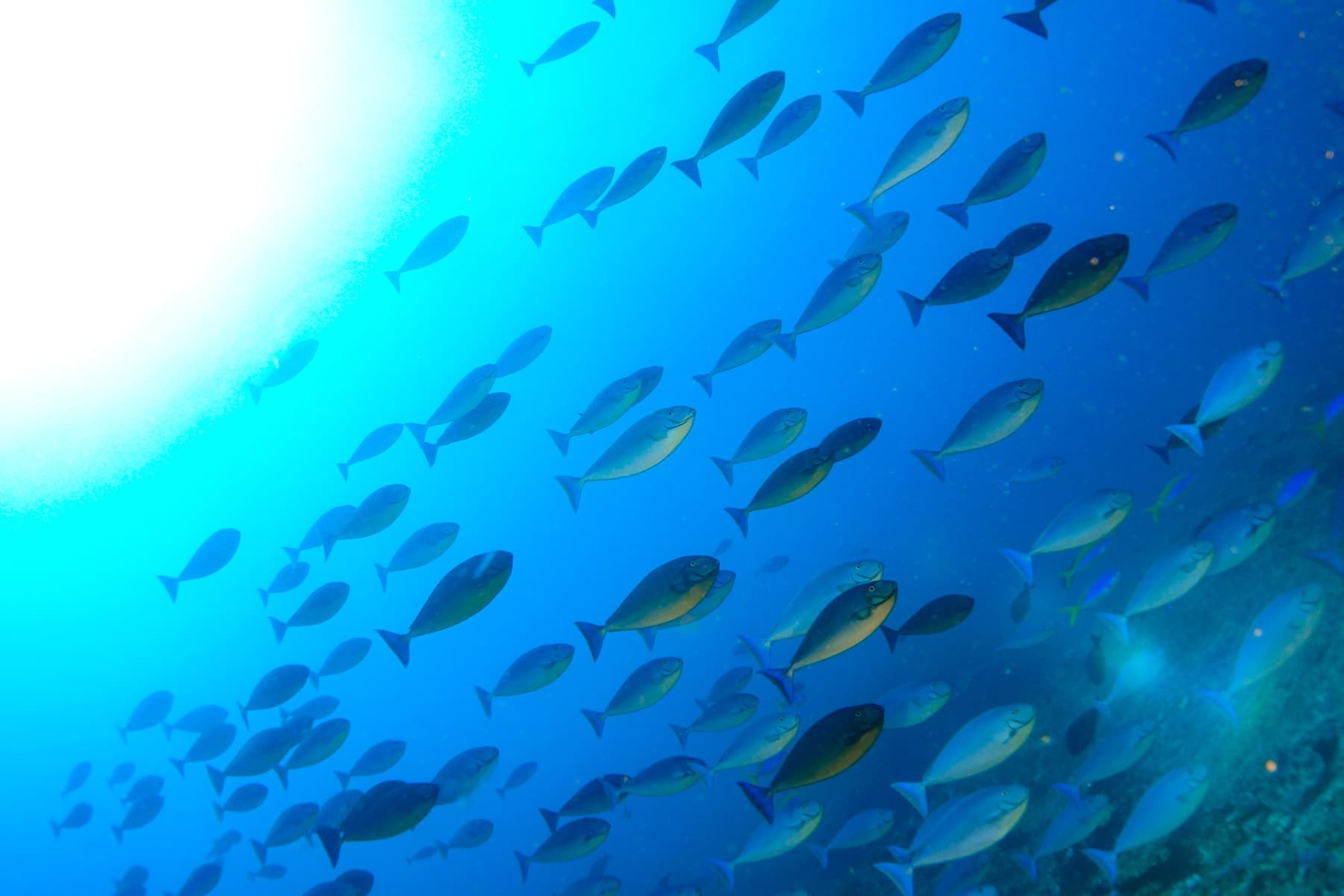 Nusa Penida Scuba Diving Day Trip From Bali 10
