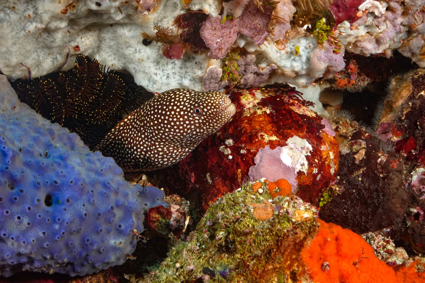 Nusa Penida Scuba Diving Day Trip From Bali 16