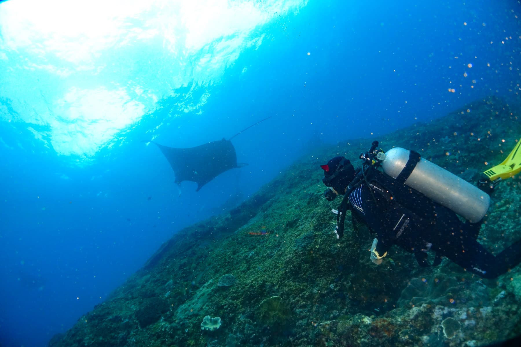 Nusa Penida Scuba Diving Day Trip From Bali 6