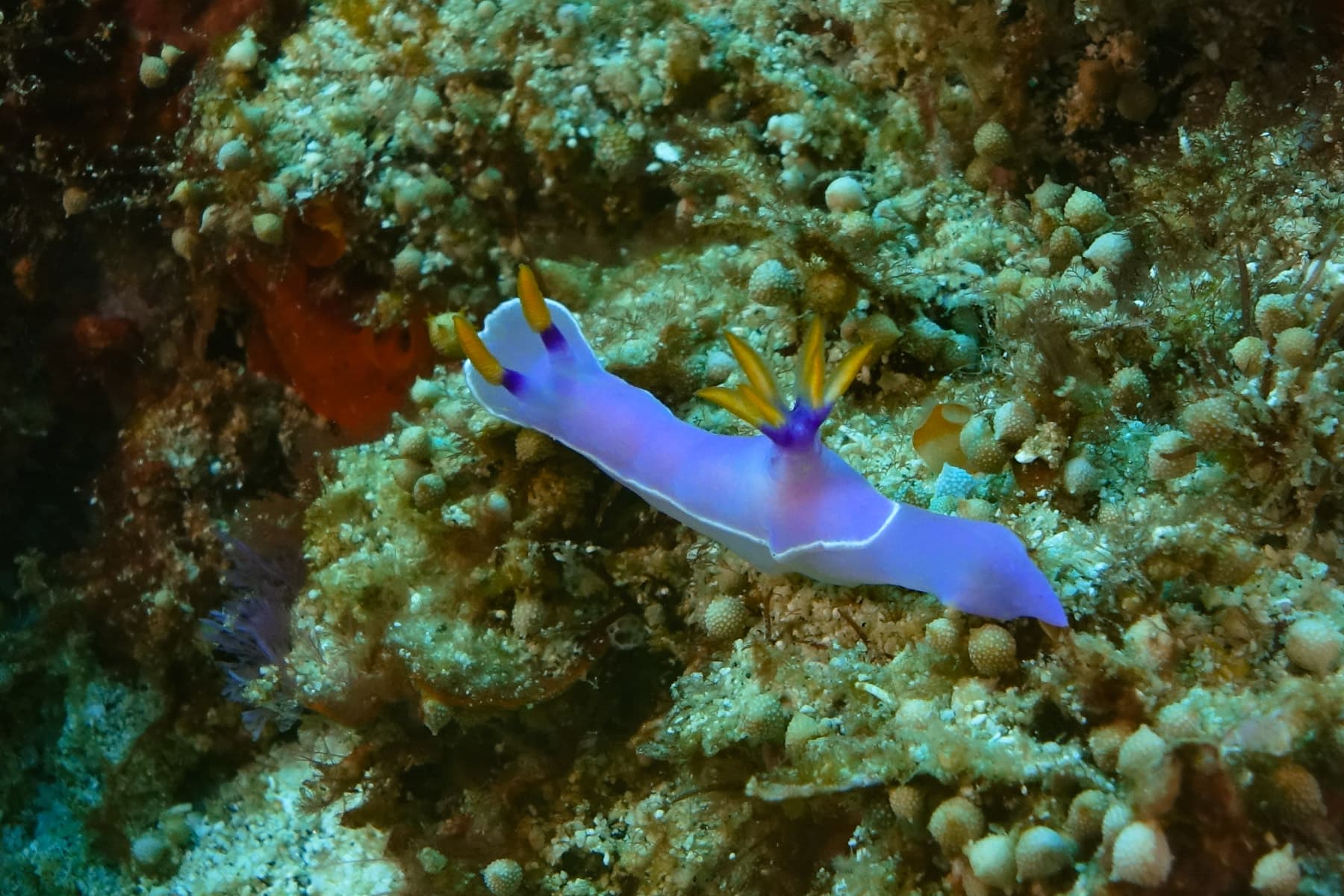 Nusa Penida Scuba Diving Day Trip From Bali 17