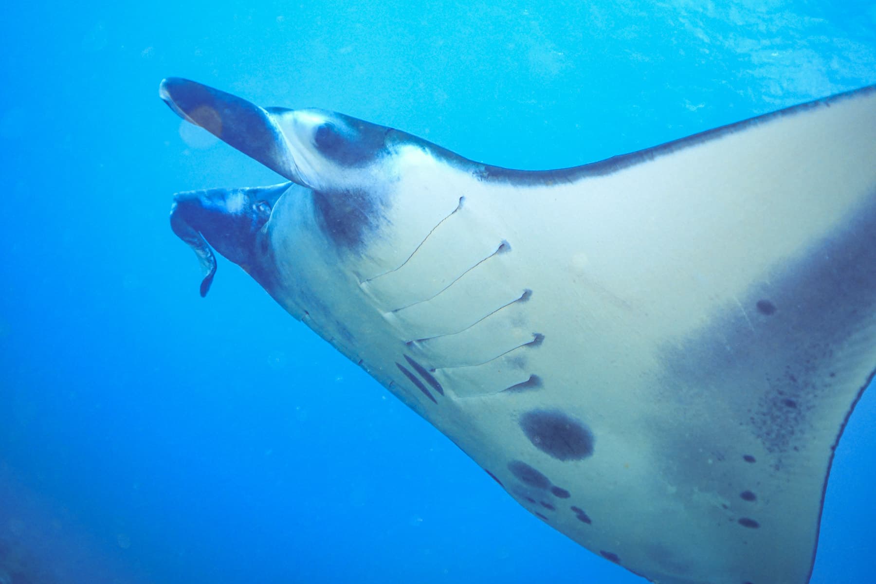 Nusa Penida Scuba Diving Day Trip From Bali 19