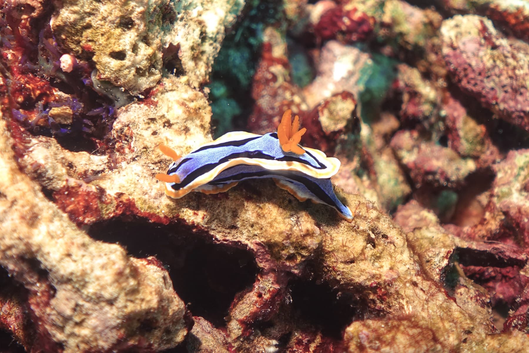 Nusa Penida Scuba Diving Day Trip From Bali 13