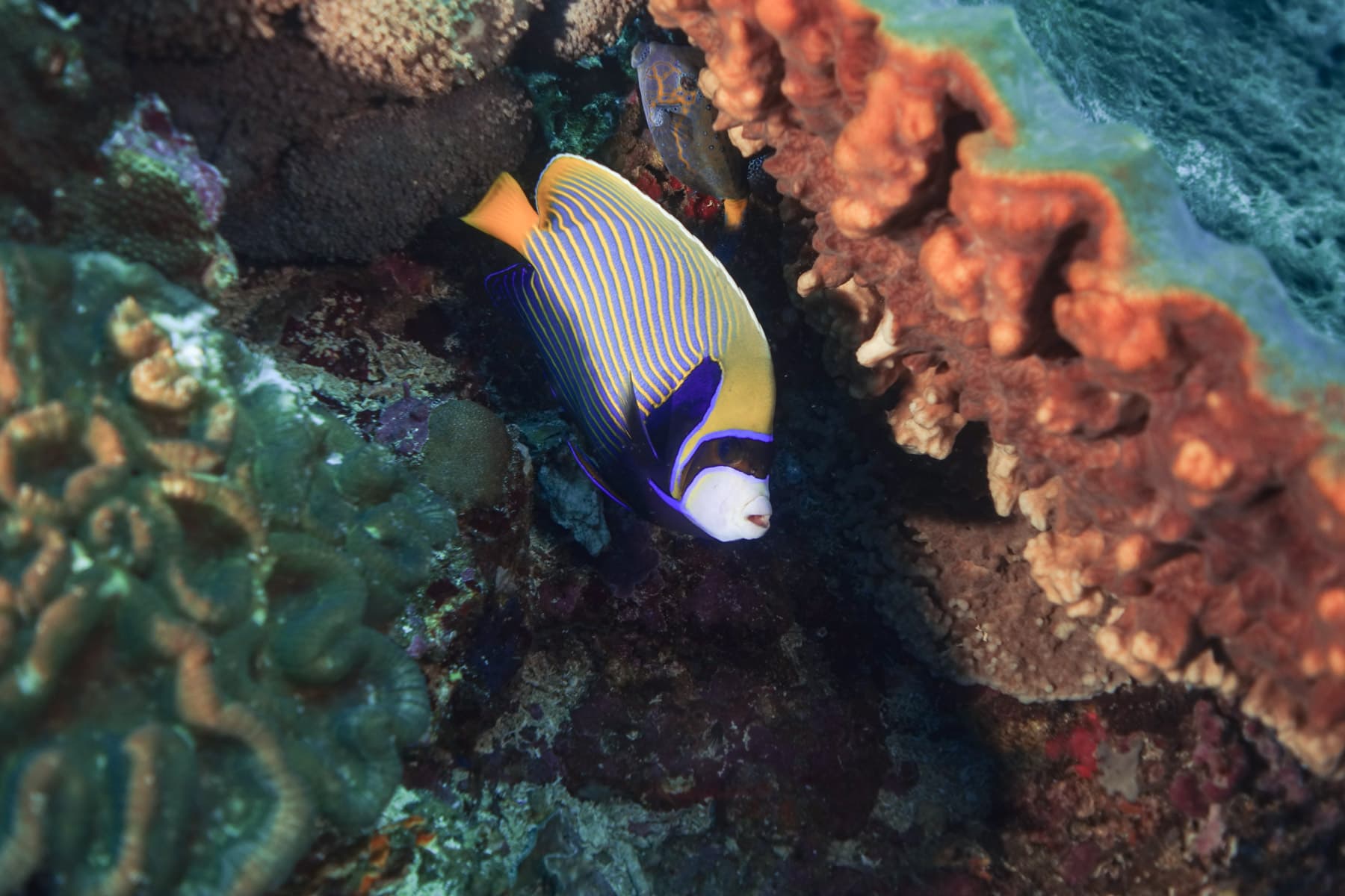 Nusa Penida Scuba Diving Day Trip From Bali 14
