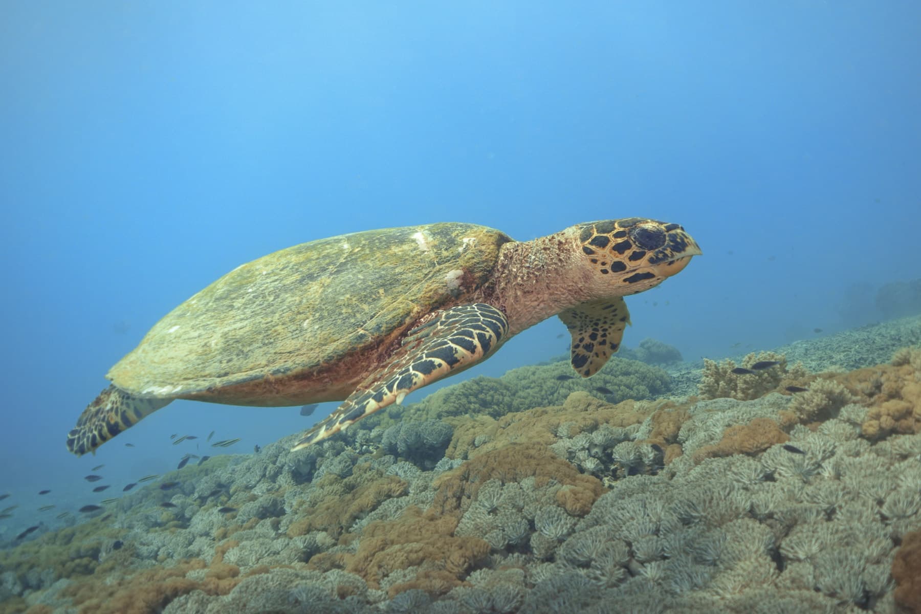 Nusa Penida Scuba Diving Day Trip From Bali 9