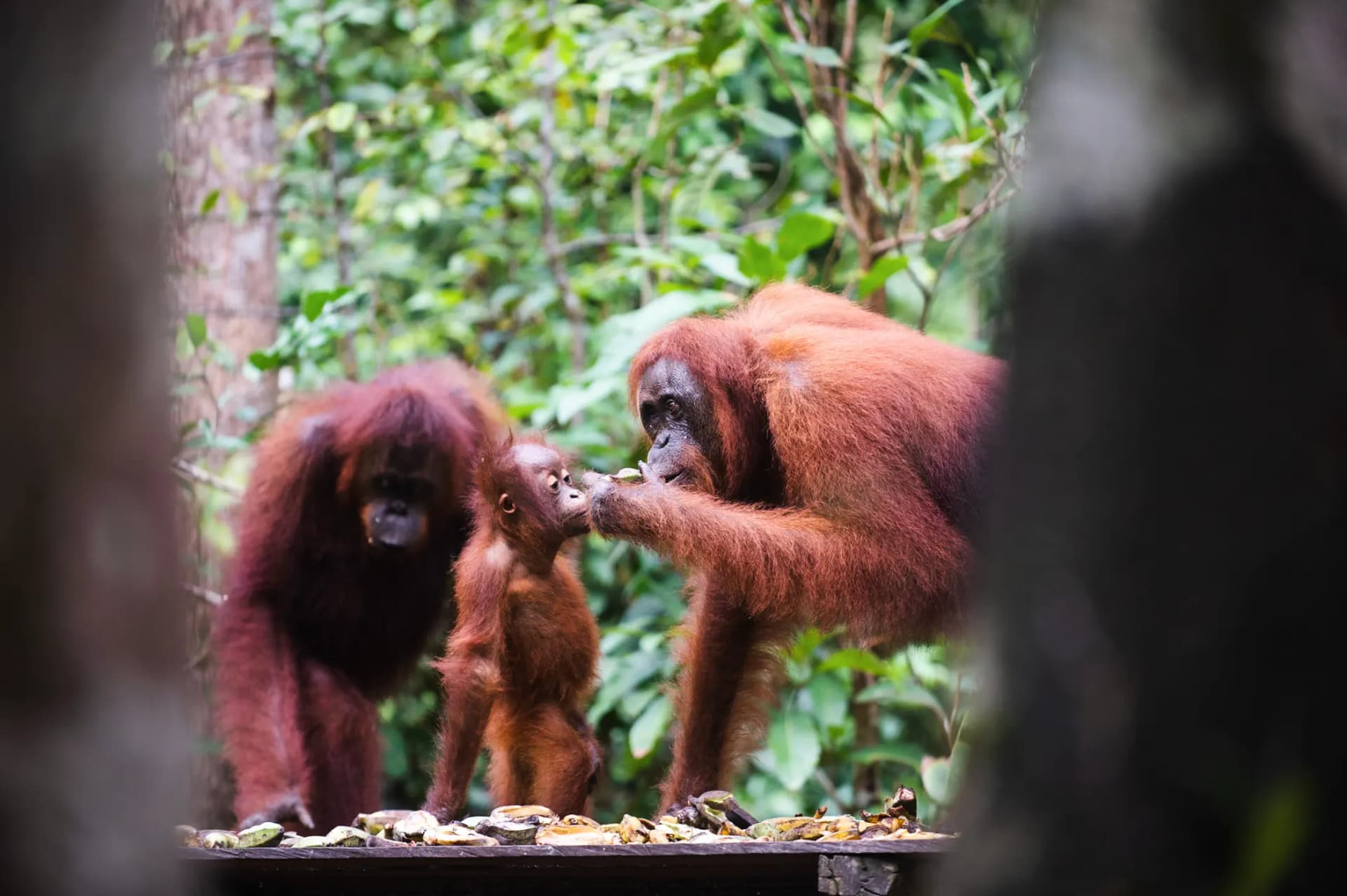 Orangutan Tour in Tanjung Puting