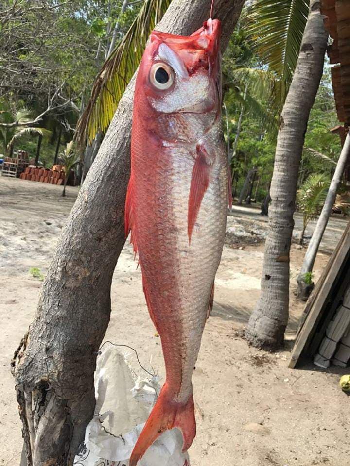 Alycastre Eco Dive Resort 23