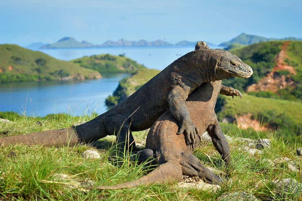 Scuba Diving Liveaboard in Komodo 28