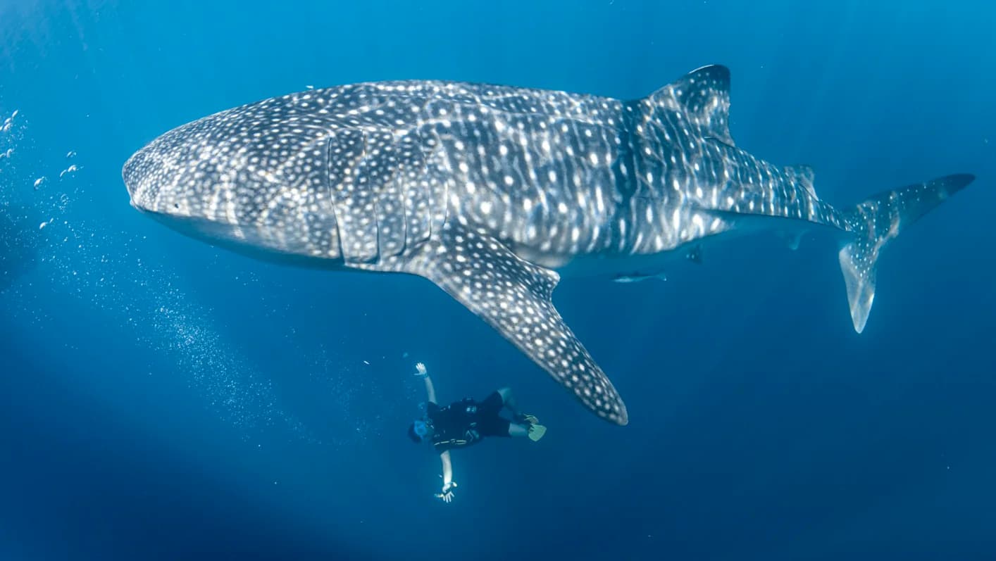 Whaleshark Snorkeling Trip in Sumbawa