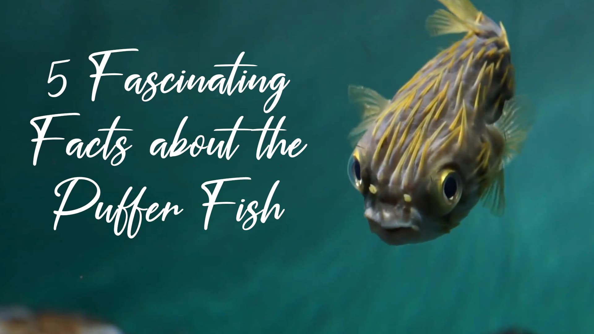 5 Fascinating Facts About Puffer Fish