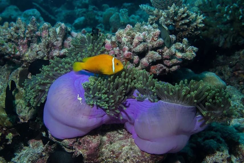 Putri Papua 8