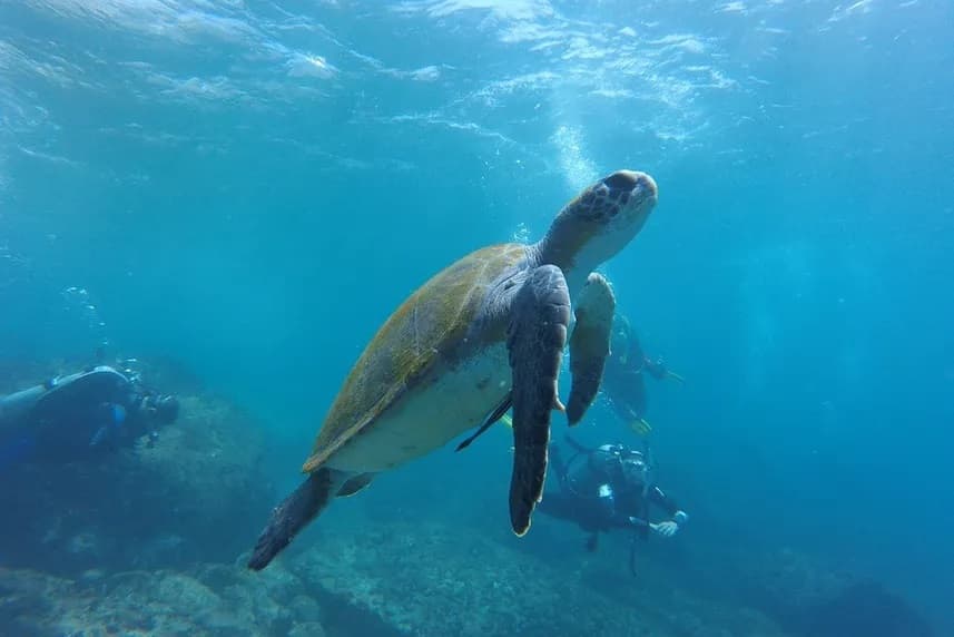 Raja Ampat Explorer 15