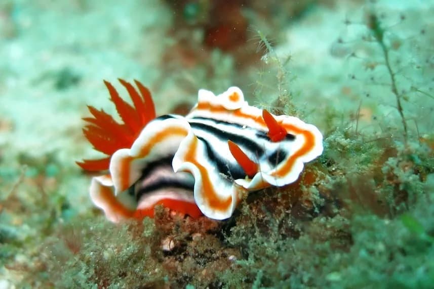 Raja Ampat Explorer 13