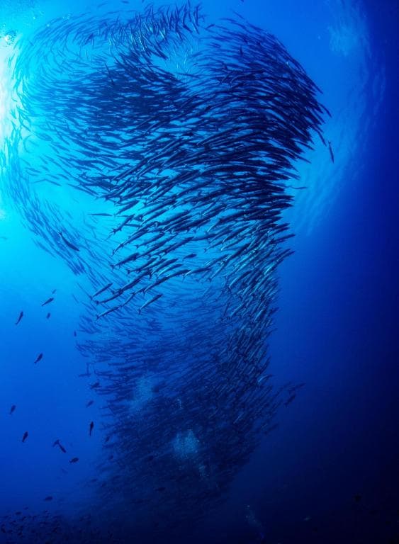 Learn Scuba Diving in Sulawesi 6