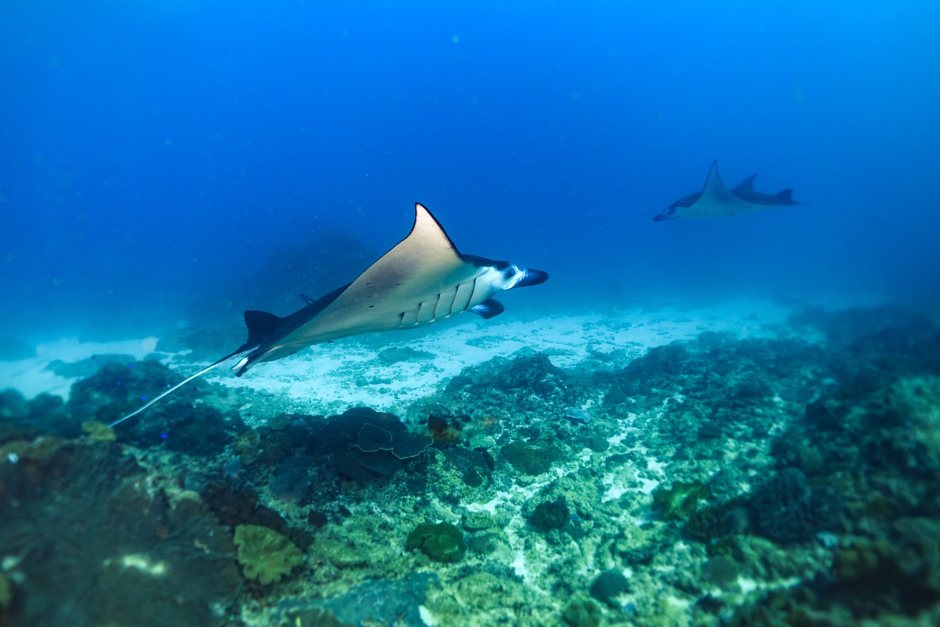 Croisière Liveaboard Lombok – Komodo : 4 Jours / 3 Nuits 10