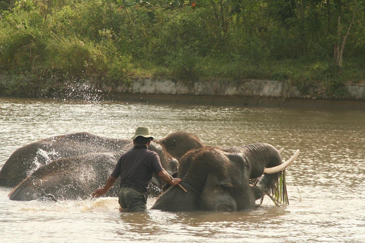 Satwa Elephant Ecolodge