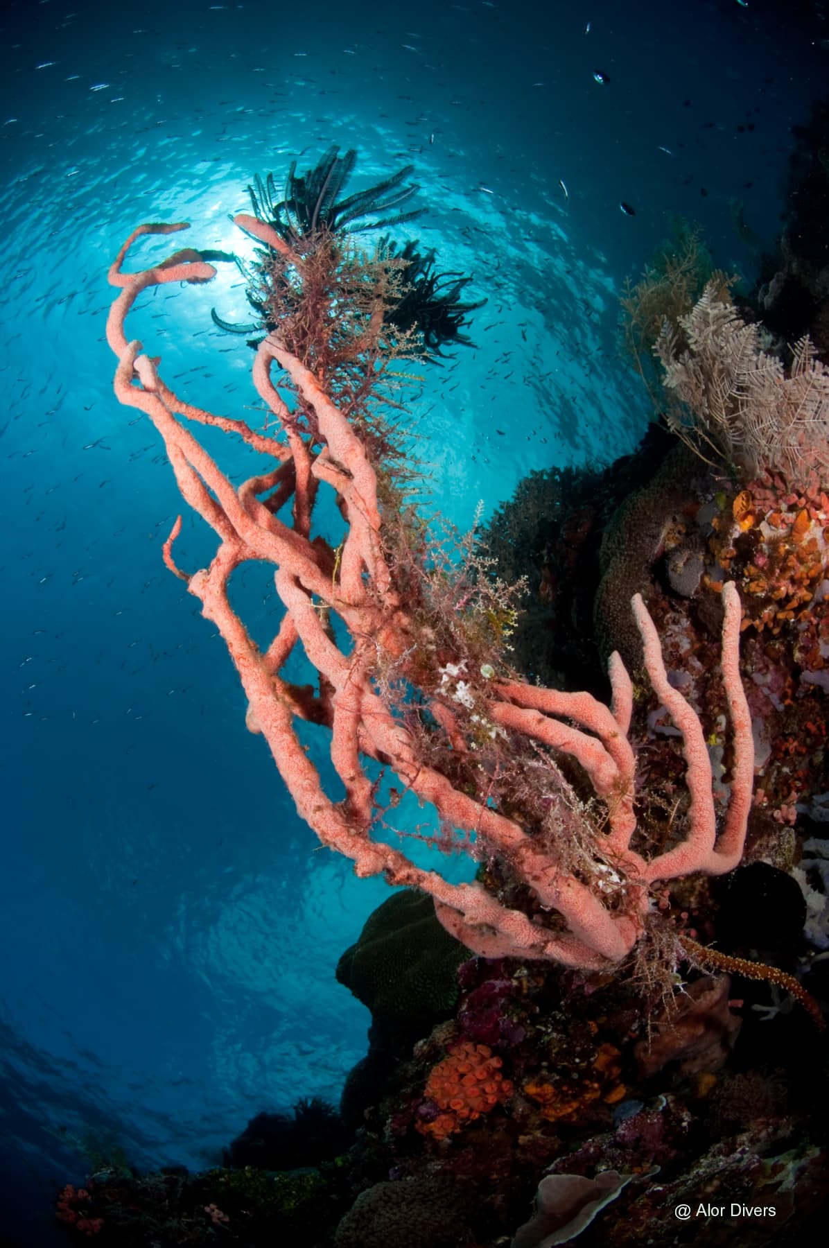 Alor Divers 15