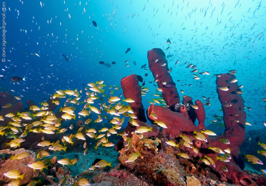 Togean Islands 10