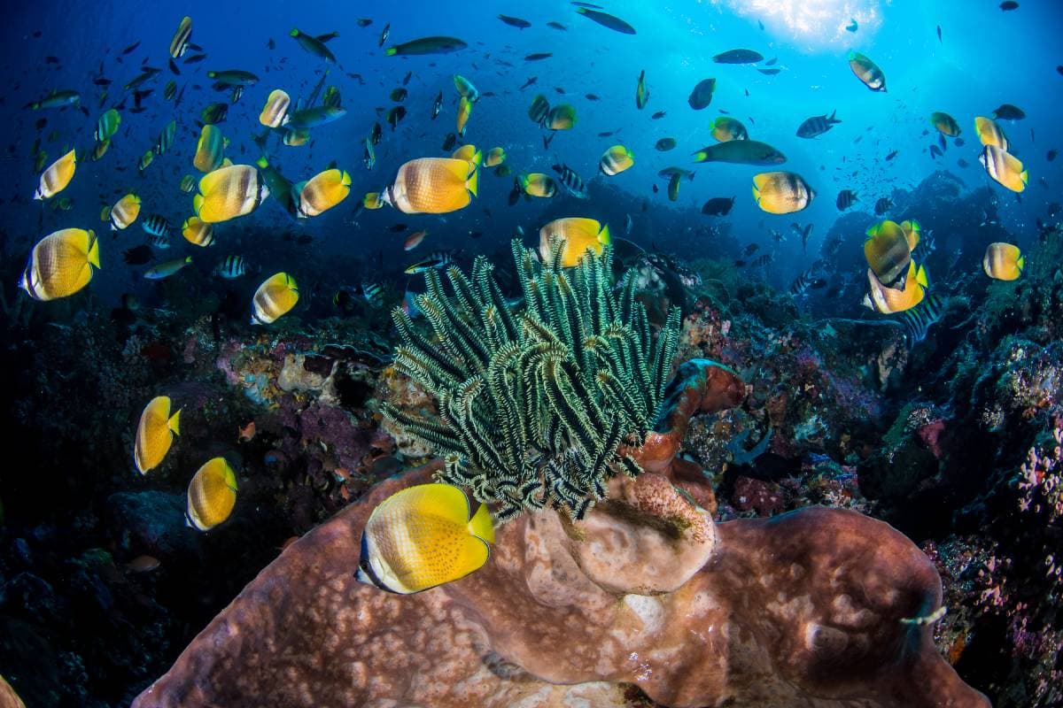 Alor Divers 21
