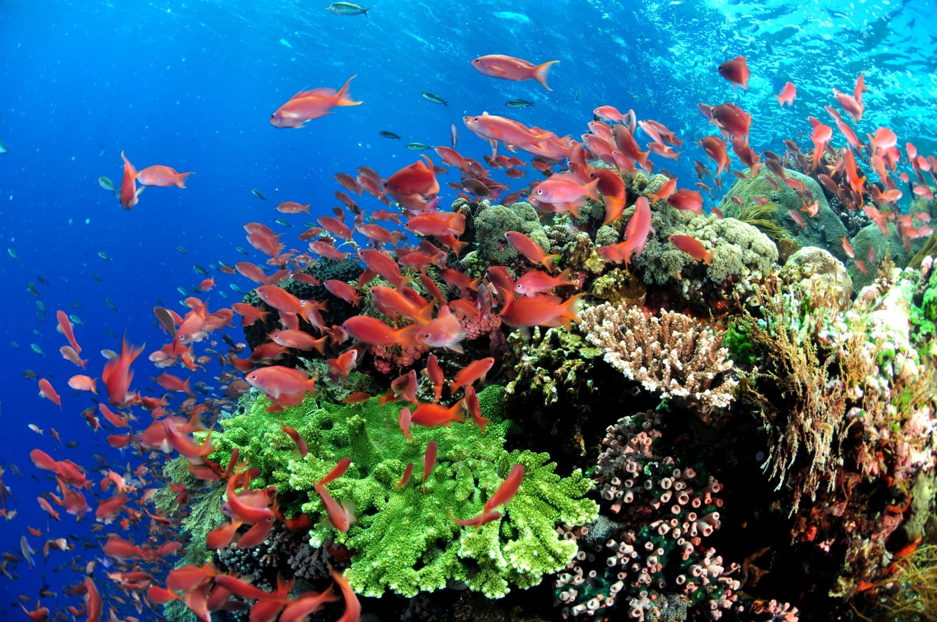 Alor Divers 17