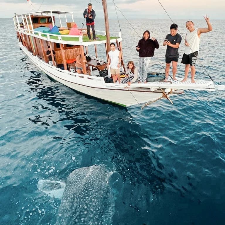3 Days Whaleshark Encounter in Sumbawa 2