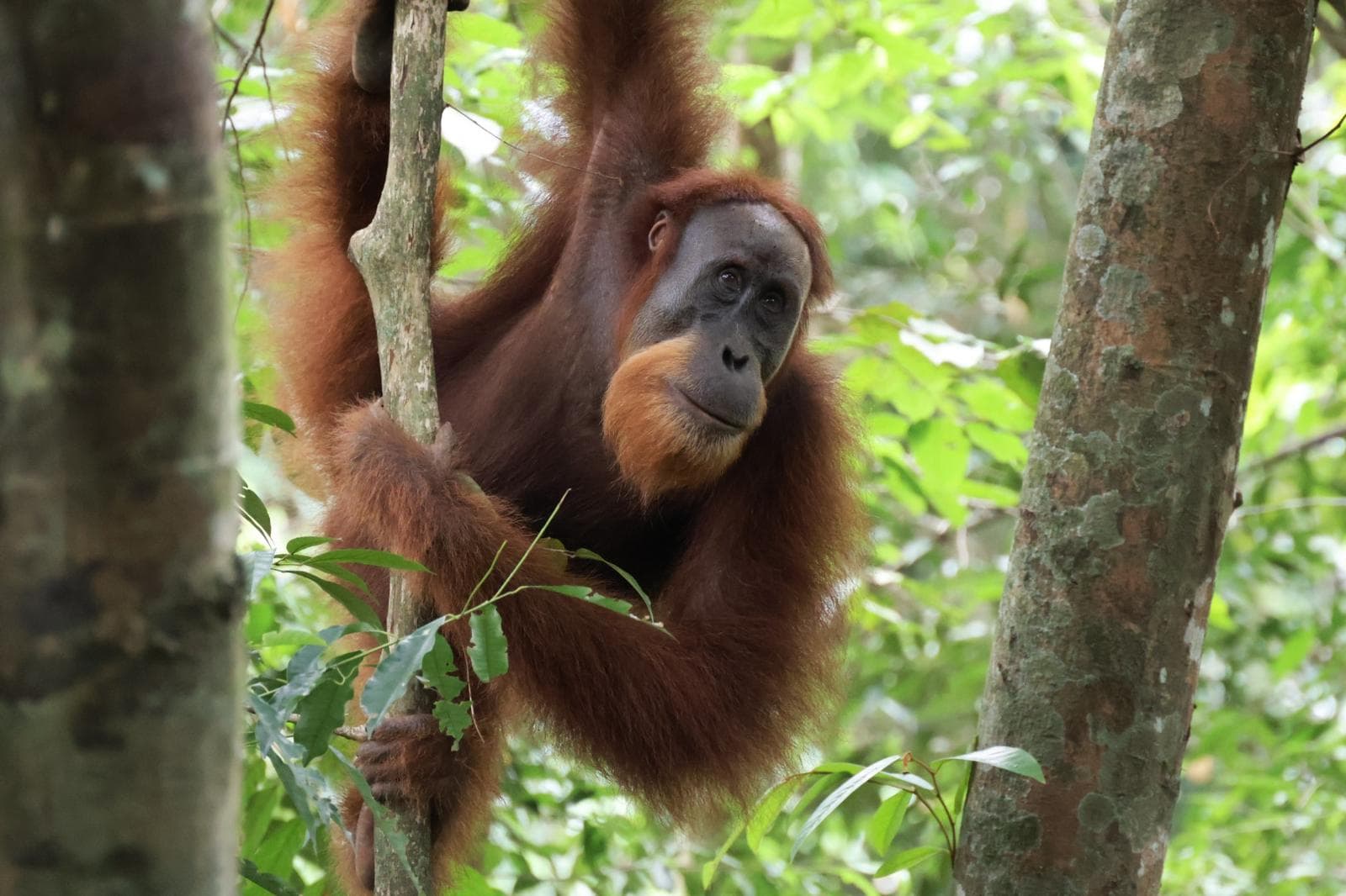 Orangutan Day Trip in Bukit Lawang