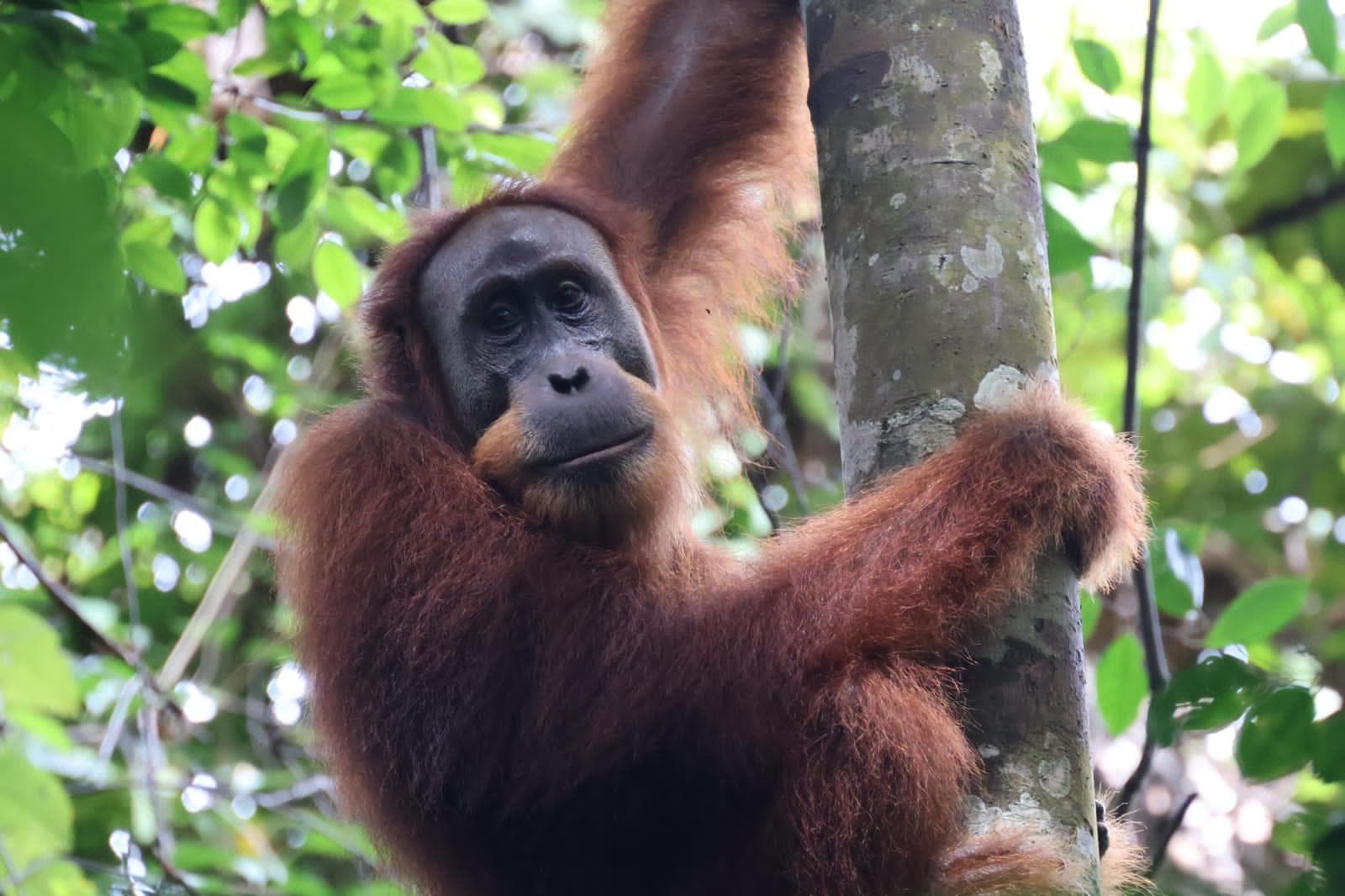 Orangutan Day Trip in Bukit Lawang 12