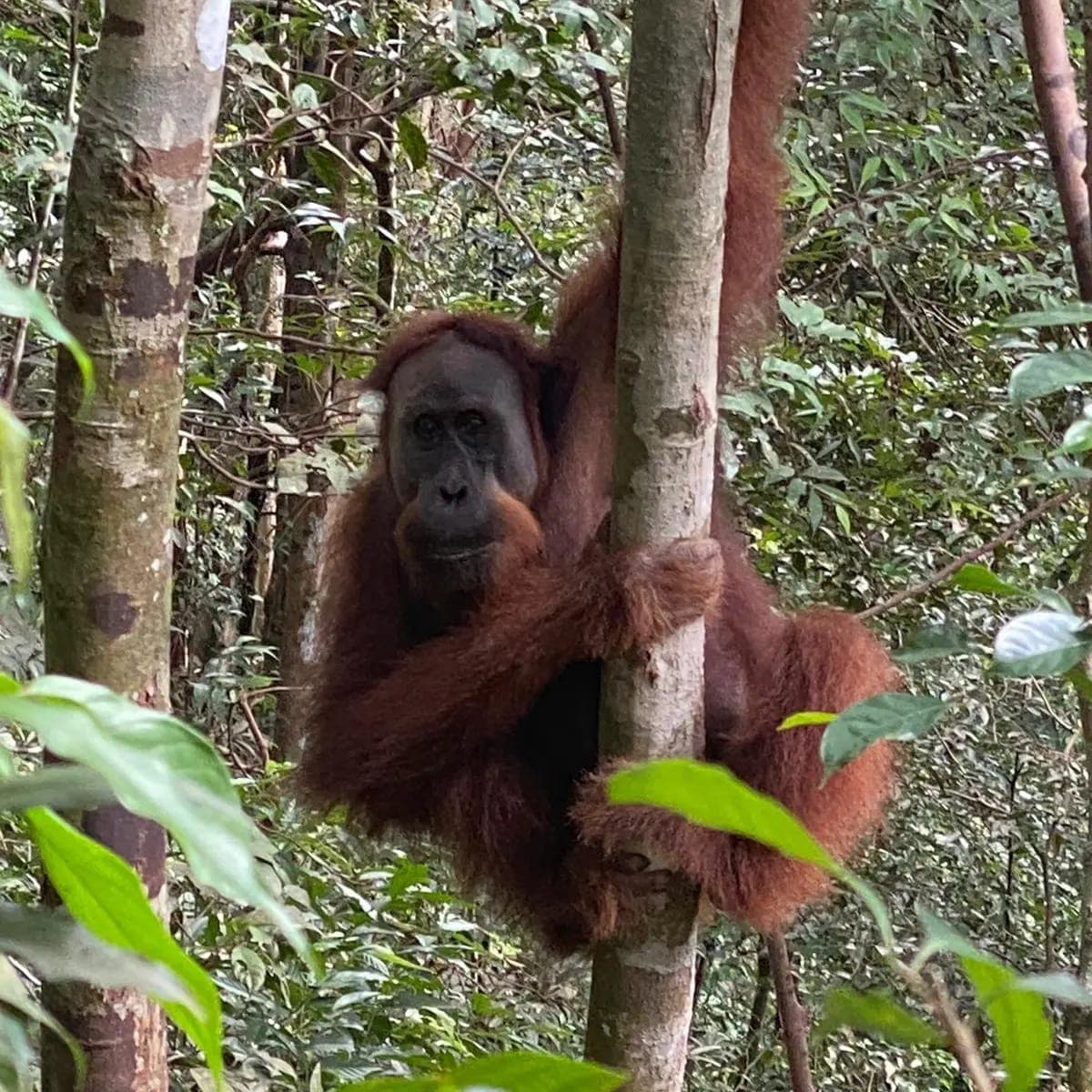 Orangutan Day Trip in Bukit Lawang 20