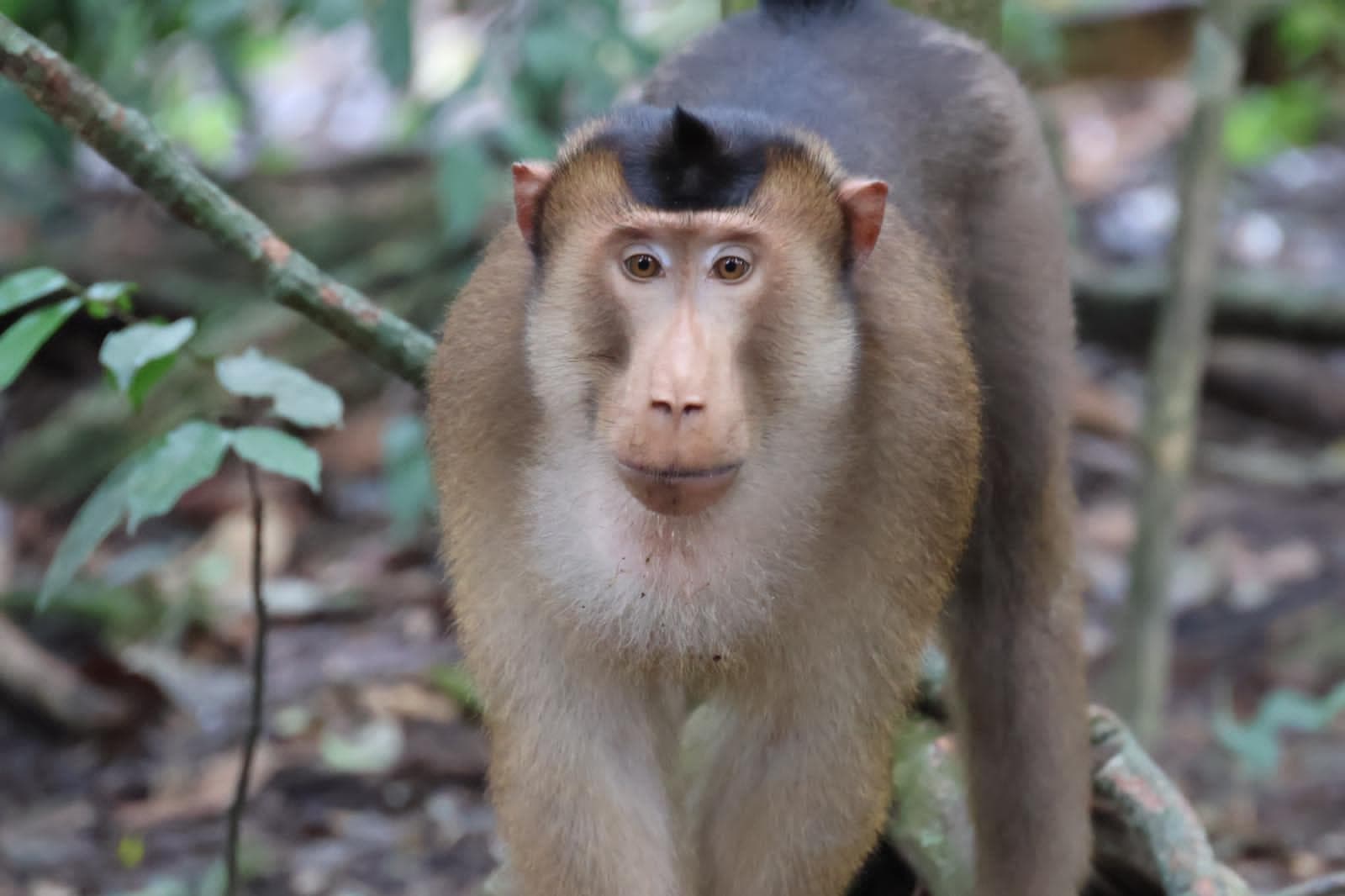 Orangutan Day Trip in Bukit Lawang 17