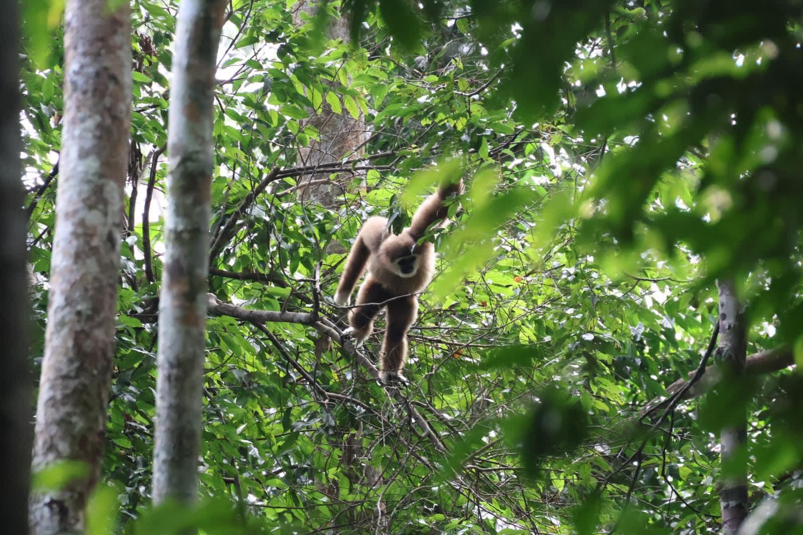Orangutan Day Trip in Bukit Lawang 16
