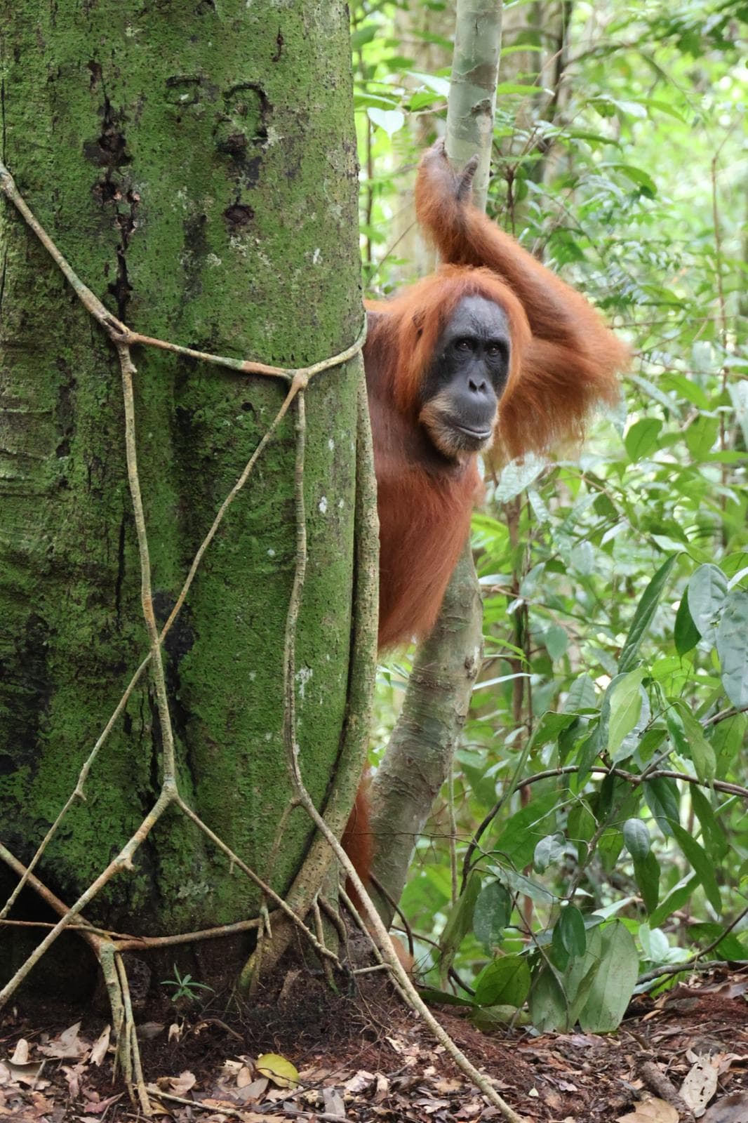 Orangutan Day Trip in Bukit Lawang 18