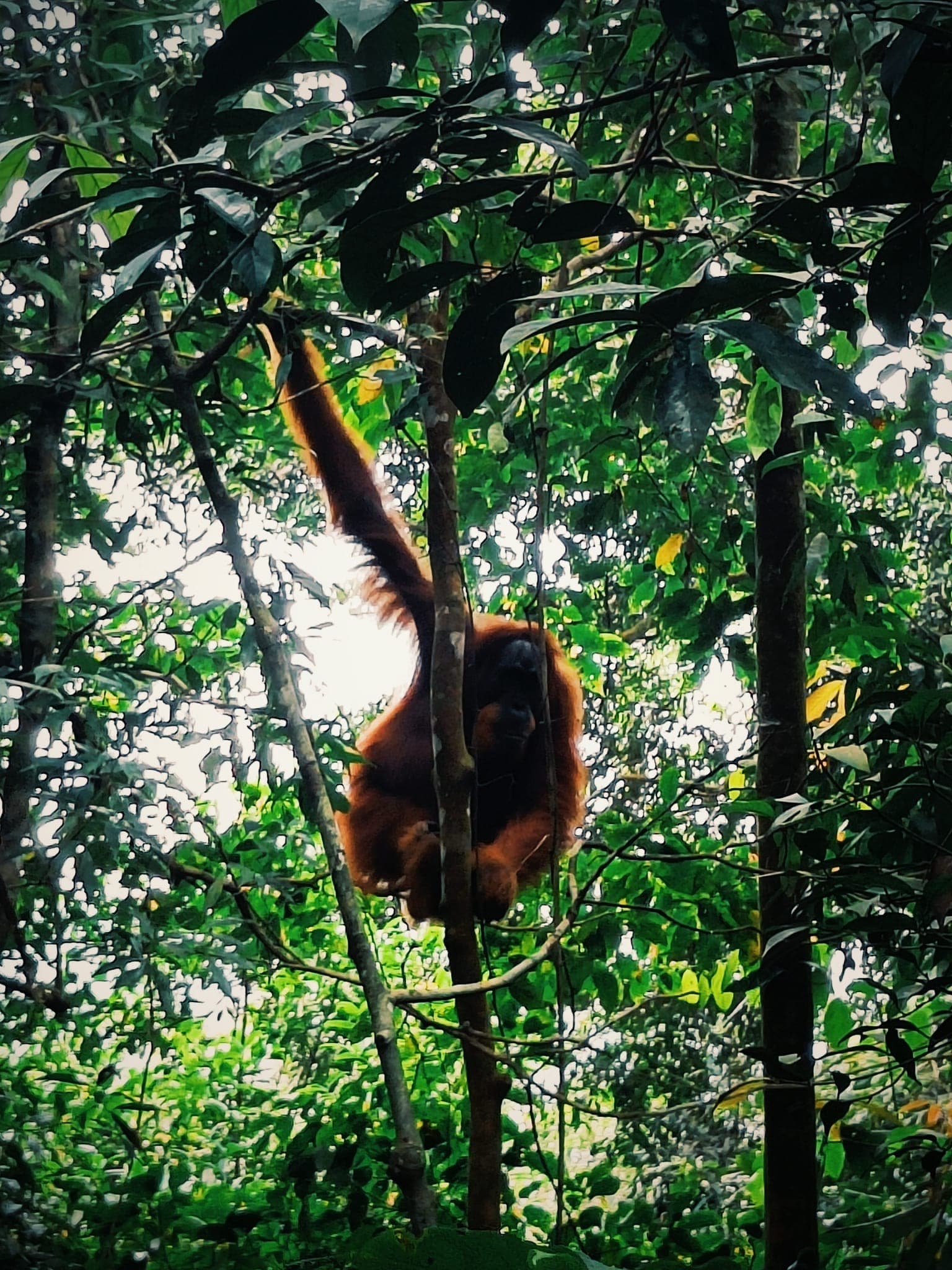 Orangutan Day Trip in Bukit Lawang 9