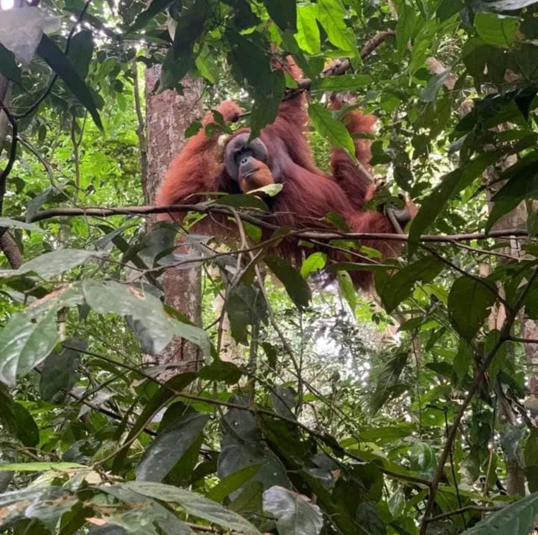 Orangutan Day Trip in Bukit Lawang 14