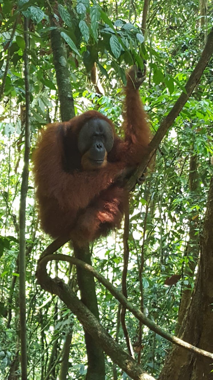 Orangutan Day Trip in Bukit Lawang 19