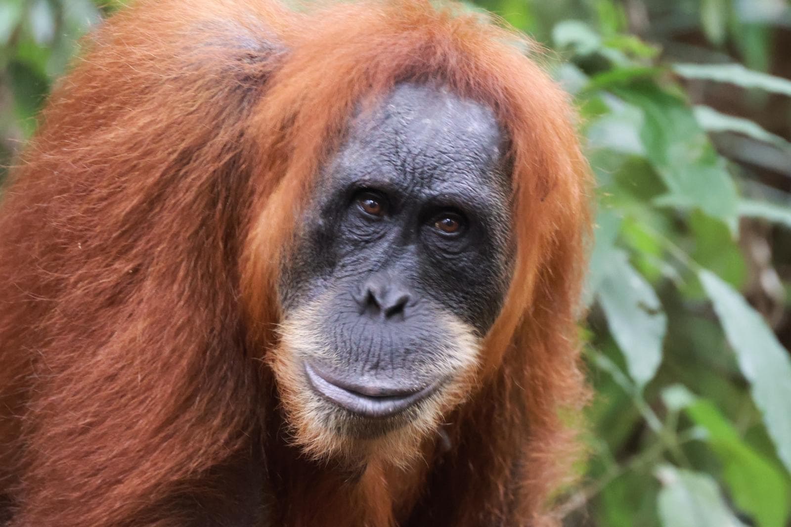 Sumatra 15
