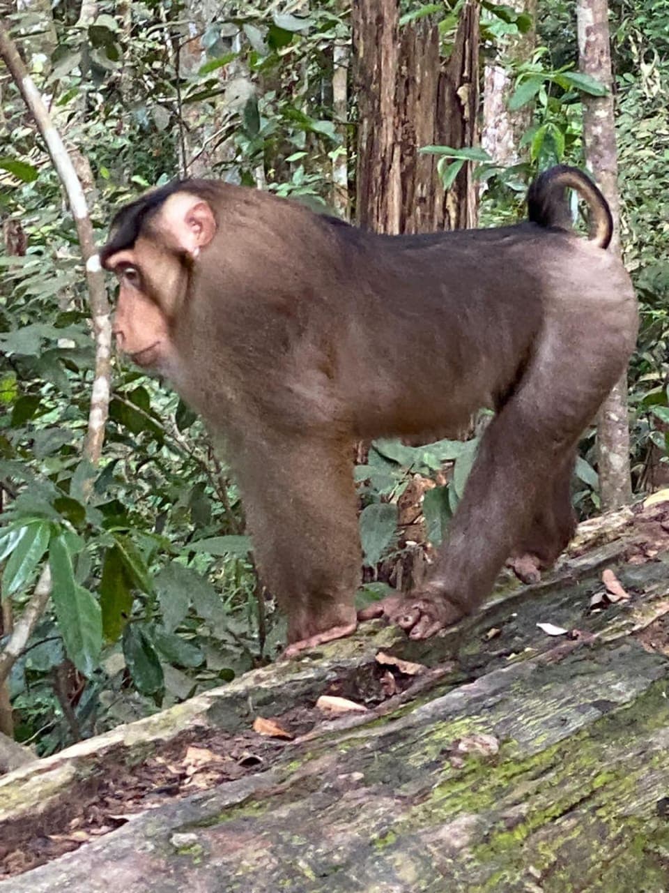 Orangutan Day Trip in Bukit Lawang 22