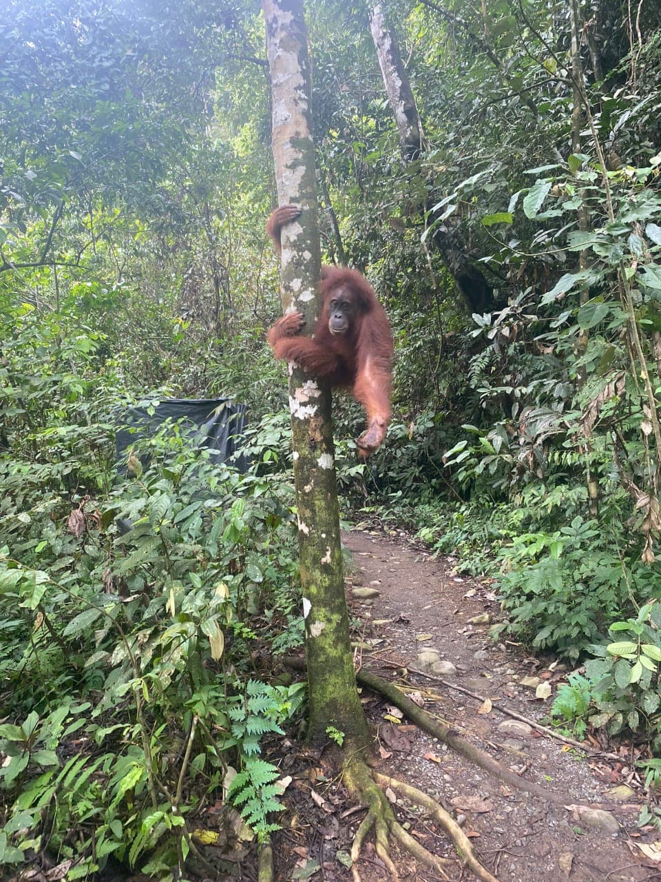 Orangutan Day Trip in Bukit Lawang 7
