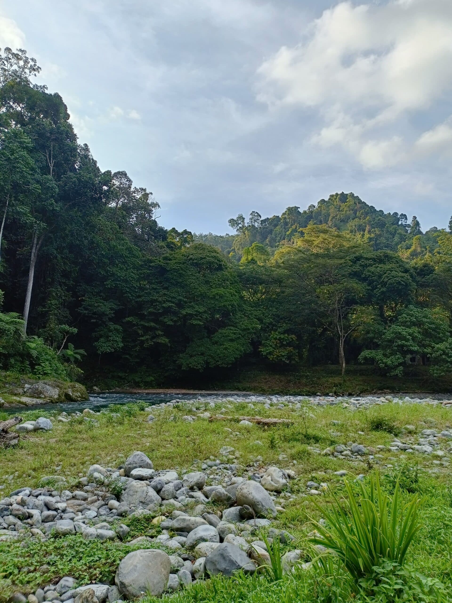 Orangutan Day Trip in Bukit Lawang 2