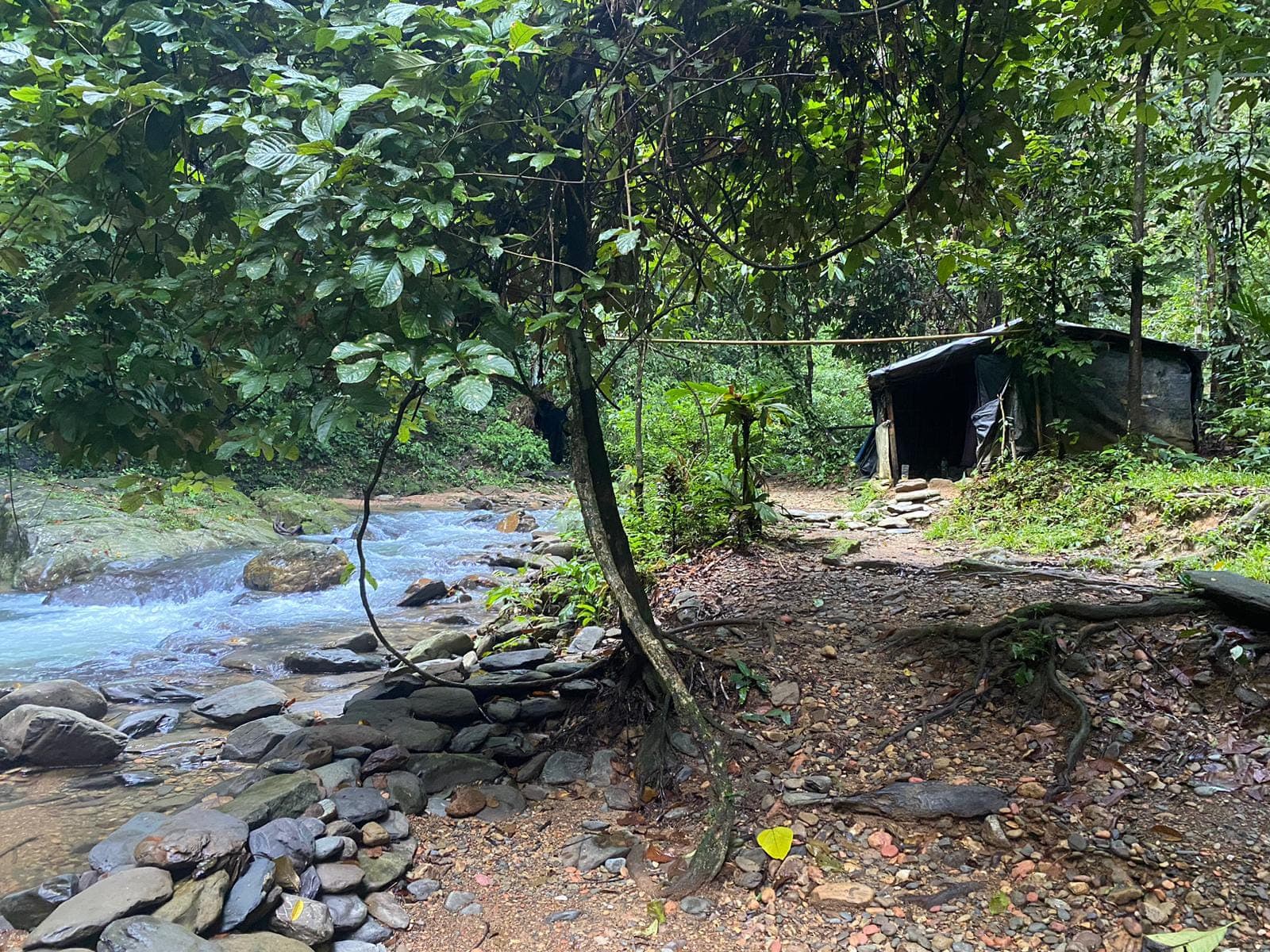 Orangutan Day Trip in Bukit Lawang 1