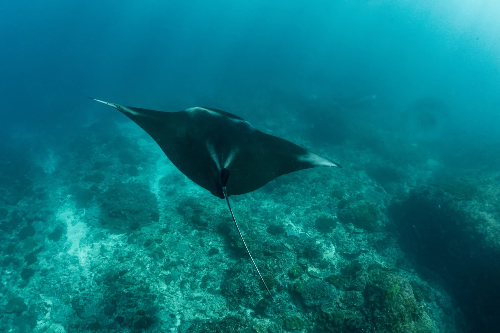 Nusa Penida Snorkeling Day Trip from Bali 3
