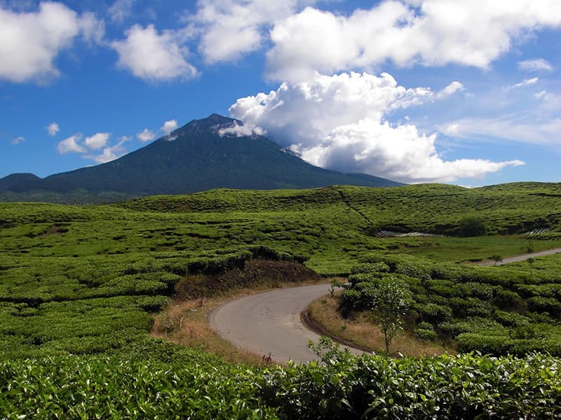 Sumatra 11