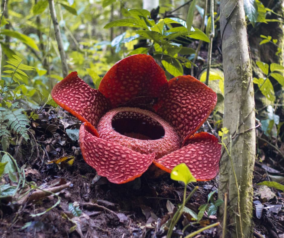 Sumatra 4