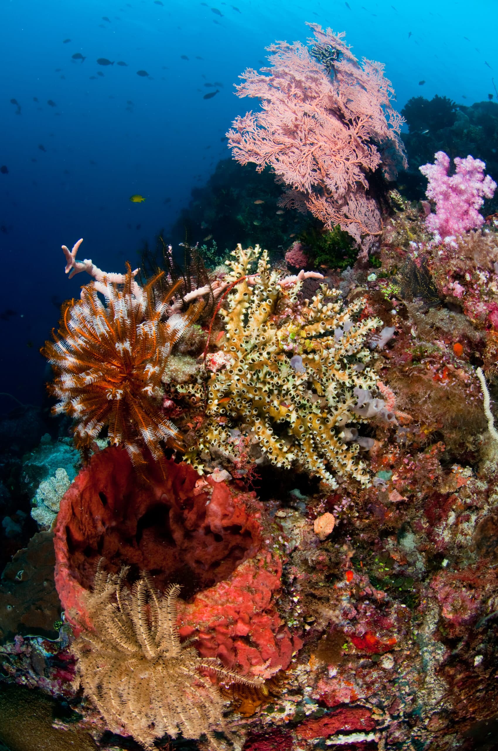 Alor Divers 16