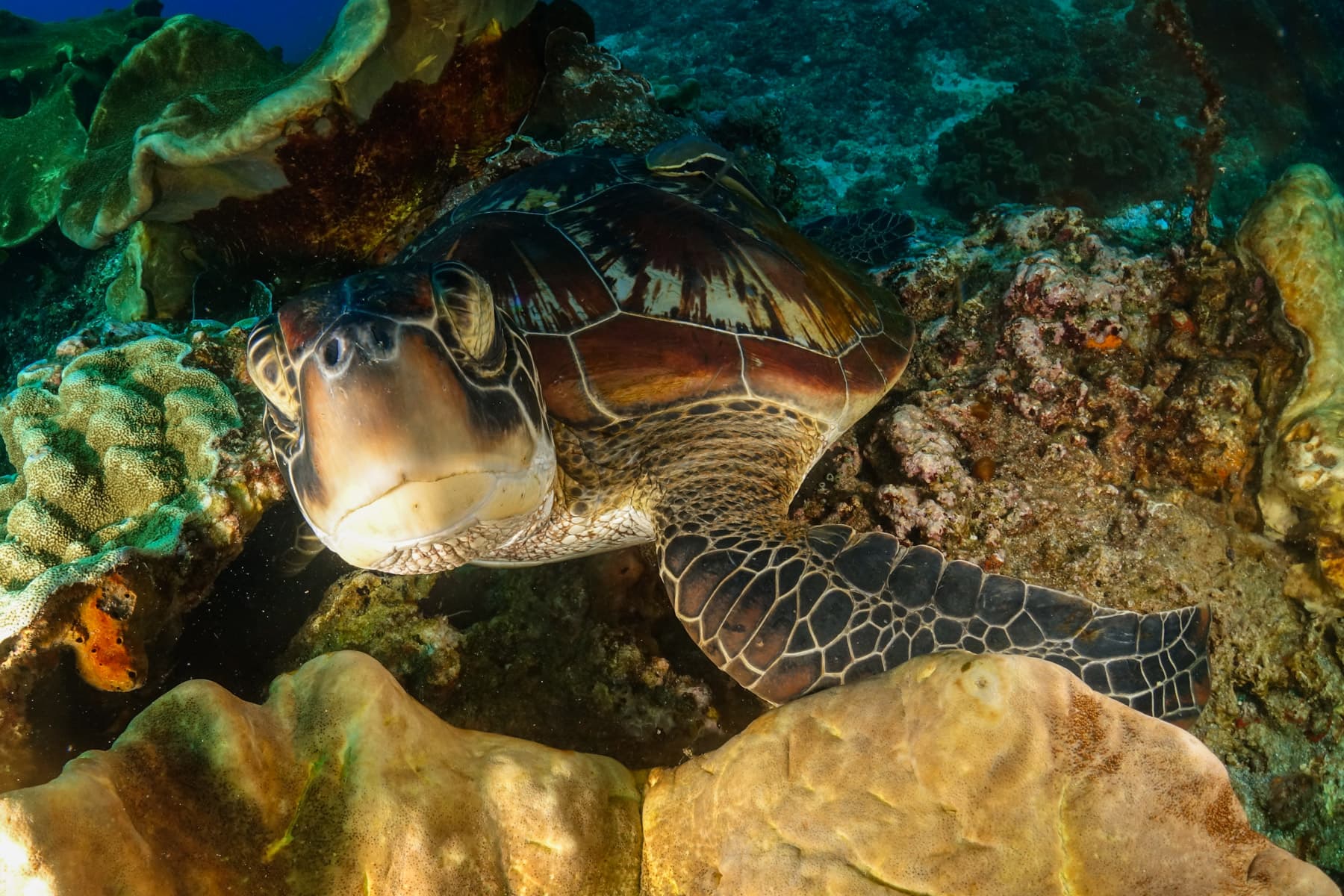Nusa Penida Snorkeling Day Trip from Bali 7