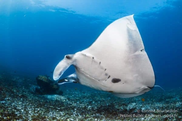 Scuba Diving Liveaboard in Komodo 12