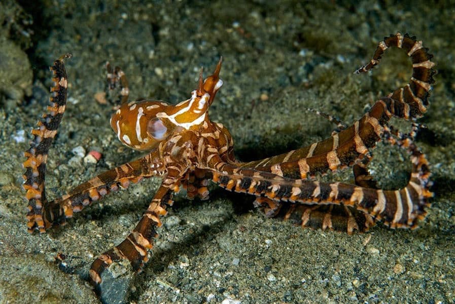 Spice Island Divers 16