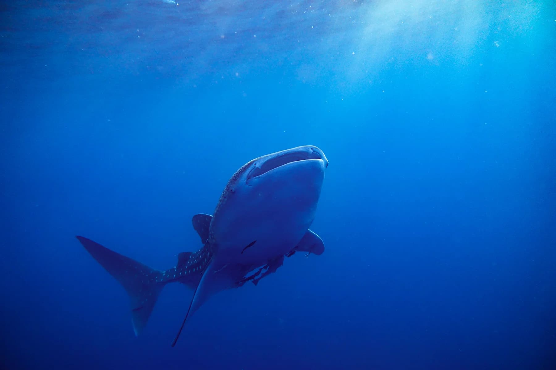 3 Days Whaleshark Encounter in Sumbawa 5